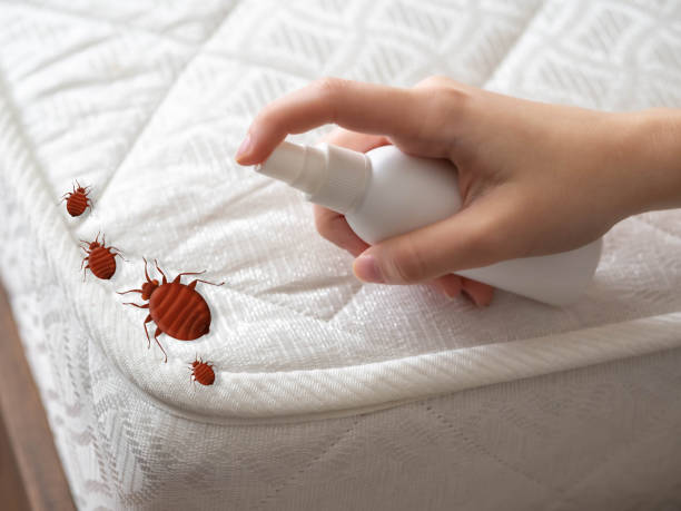 Best Spider Control Near Me  in West Salem, OH