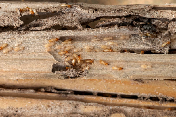 Trusted West Salem, OH Pest Control Experts